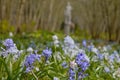 Muscari grape hyacinths in an English garden with a marmoreal sculpture in background