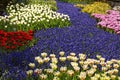 Muscari, grape hyacinths with tulips in spring Royalty Free Stock Photo