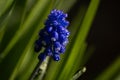 Muscari Hyacinth blue flowers grow on a flower bed in spring Royalty Free Stock Photo