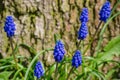 Muscari hyacinth grape flower blue bloom detail