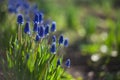 Muscari Hyacinthus blue flowers with green leaves closeup growing in the garden. The natural background.