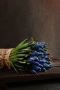 Muscari or mouse hyacinth flowers in a bouquet. The blue muscari flower. The first spring flowers. The concept of spring Royalty Free Stock Photo