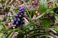 Muscari, mouse hyacinth or grape hyacinth blue flower among green grass. Spring bloom concept. Royalty Free Stock Photo