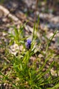 Muscari, mouse hyacinth or grape hyacinth blue flower among green grass. Spring bloom concept Royalty Free Stock Photo