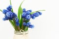 Muscari or mouse hyacinth with white, blue or lilac flowers blooming in spring. Royalty Free Stock Photo