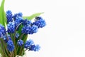 Muscari or mouse hyacinth with white, blue or lilac flowers blooming in spring. Royalty Free Stock Photo