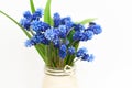 Muscari or mouse hyacinth with white, blue or lilac flowers blooming in spring. Royalty Free Stock Photo