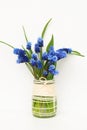 Muscari or mouse hyacinth with white, blue or lilac flowers blooming in spring. Royalty Free Stock Photo