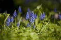 Muscari (murine hyacinth) Royalty Free Stock Photo