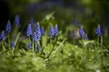 Muscari (murine hyacinth) Royalty Free Stock Photo