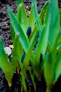 Muscari Muscari hyacinth, Viper onion blossom spring flowers lilac violet growing in the wild from the ground outside.