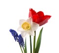 Muscari, narcissus and red tulip with green leaves, isolated on white background Royalty Free Stock Photo