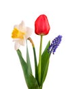 Muscari, narcissus and red tulip with green leaves, isolated on white background. Spring flowers. Royalty Free Stock Photo