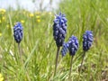 Muscari neglectum close up