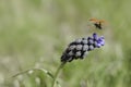 Muscari neglectum growing in the steppe meadow