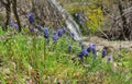 Muscari neglectum flowers in spring time