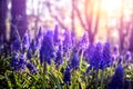 Muscari neglectum flowers illuminated by sunset light in the park.