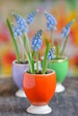 Muscari neglectum flowers