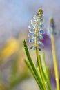 Muscari neglectum flowers