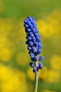 Muscari neglectum , Grape hyacinth flower , flora Iran Royalty Free Stock Photo