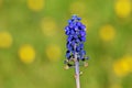 Muscari neglectum , Grape hyacinth flower , flora Iran Royalty Free Stock Photo