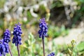 Muscari neglectum , Grape hyacinth flower , flora Iran Royalty Free Stock Photo