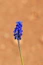 Muscari neglectum , Grape hyacinth flower , flora Iran Royalty Free Stock Photo