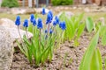 Muscari plant with blue flowers in spring. Grape hyacinth plant in garden. Royalty Free Stock Photo