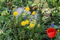 Muscari, Primula Veris and Tulips Royalty Free Stock Photo