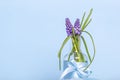 Muscari spring flowers with blue ribbon in glass vase on blue background Royalty Free Stock Photo