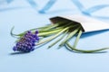 Muscari spring flowers with blue ribbon in white envelope on blue background. Concept for greeting card, invitation Royalty Free Stock Photo