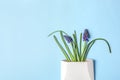 Muscari spring flowers in white envelope on blue background Royalty Free Stock Photo