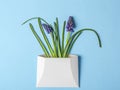 Muscari spring flowers in white envelope on blue background Royalty Free Stock Photo