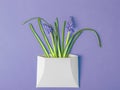 Muscari spring flowers in white envelope on blue background. Toning in Very Peri color, trendy creative design in color Royalty Free Stock Photo