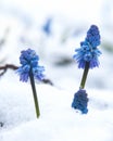Muscari under the snow Royalty Free Stock Photo