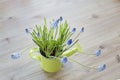 Muscari in a watering can are on the table. Spring Update Concept