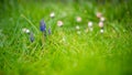 Muscari. Wet grape hyacinth with natural green background and little daisy. Bluebells