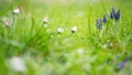 Muscari. Wet grape hyacinth with natural green background and little daisy. Bluebells