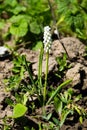 Muscari white grape hyacinth flower in garden Royalty Free Stock Photo