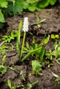 Muscari white grape hyacinth flower in garden Royalty Free Stock Photo