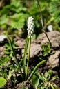 Muscari white grape hyacinth flower in garden Royalty Free Stock Photo