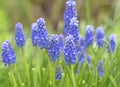 Muscary is common spring flowers blooming in May in small gardens.