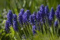 Muscary flowers in spring garden