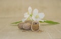 Muscat walnut and white flower Royalty Free Stock Photo