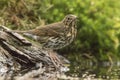 Thrush Bird, Turdidae, Muscicapidae