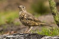 Thrush Bird, Turdidae, Muscicapidae