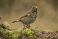 Thrush Bird, Turdidae, Muscicapidae