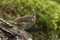 Thrush Bird, Turdidae, Muscicapidae