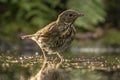 Thrush Bird, Turdidae, Muscicapidae Royalty Free Stock Photo