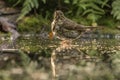 Thrush Bird, Turdidae, Muscicapidae Royalty Free Stock Photo